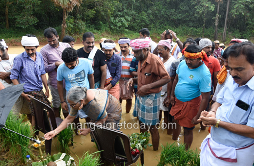 paddy saplings